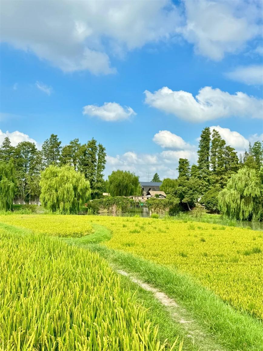 秋天的烏村，堪稱秋日旅行天花板！！_3_烏村Village_來自小紅書網(wǎng)頁(yè)版.jpg